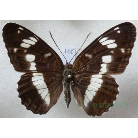 Limenitis camilla (Linnaeus, 1764) Pokłonnik kamilla Czech16f